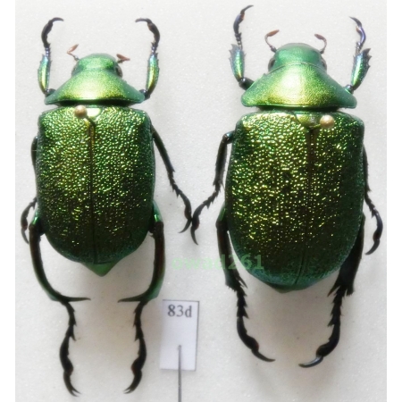 Chrysophora chrysochlora (Latreille, 1811) pair 30mm Peru83d